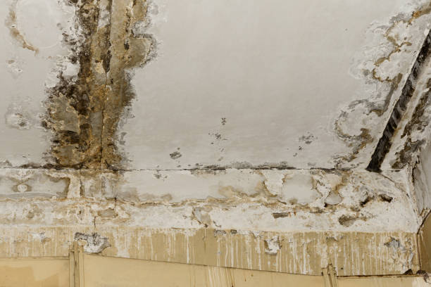 Asbestos and Lead Testing During Mold Inspection in Southworth, WA