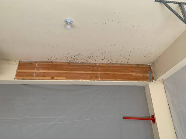 Best Industrial Mold Remediation  in Southworth, WA