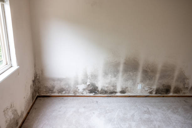 Mold Removal for HVAC Installations in Southworth, WA