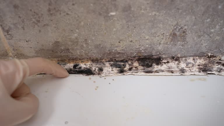 Best Basement Mold Removal  in Southworth, WA